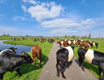 Boterhuispolder Lakenvelder
beeldrechten: Lakenvelder Boerderij Boterhuispolder