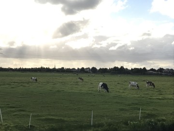 Vanuit Sassenheim richting Voorhout