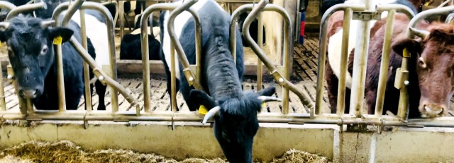 Boterhuispolder-BoerderijLakenvelderWarmond.jpg
