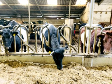 Boterhuispolder BoerdeijrLakenveld Warmond