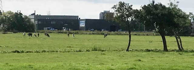 Landschap met koeien