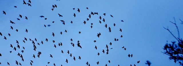 Vogels in de lucht 01.jpg